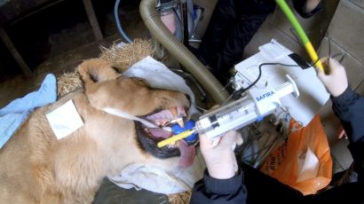 World first – lion becomes first animal to have dental surgery using revolutionary new regional anaesthesia device developed by NHS