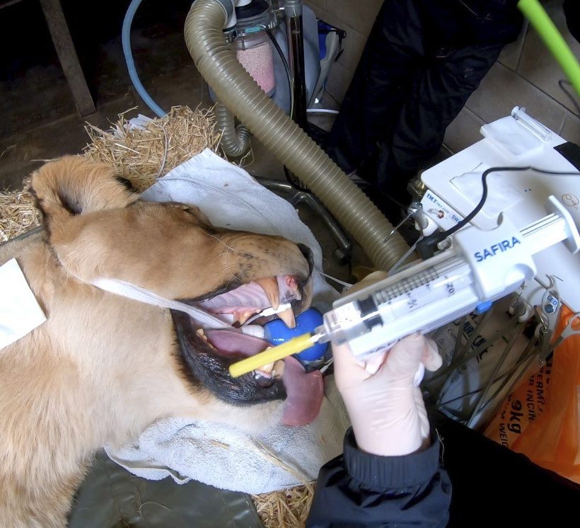 World first – lion becomes first animal to have dental surgery using revolutionary new regional anaesthesia device developed by NHS